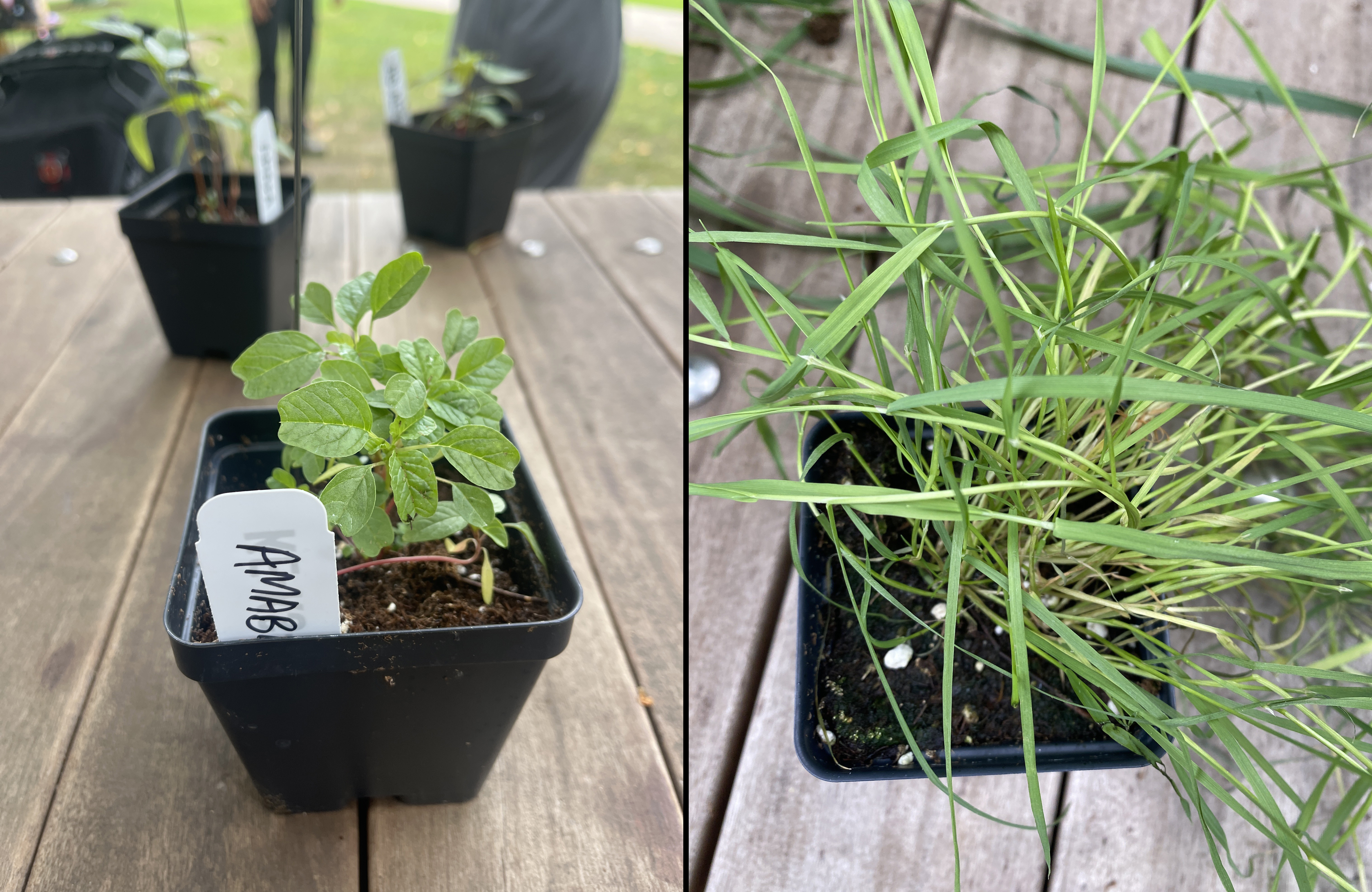 Amaranth and annual bluegrass.